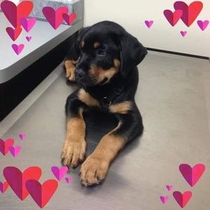 Meet your Posher, Darrell